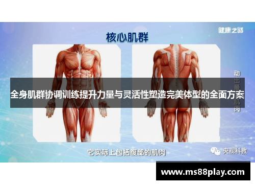 全身肌群协调训练提升力量与灵活性塑造完美体型的全面方案